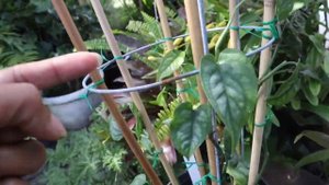 Unboxing Haul - Steve's Leaves & Grow / Display Tips - Monstera Siltepecana, Pellionia  Houseplants