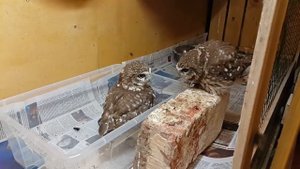 Домовые сычи Гнусь и Юйня пасутся в коробочке с сверчками