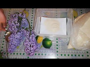 Как высушить сирень в манке. Результаты