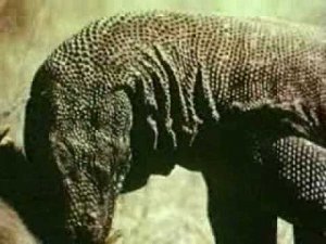 Комодский варан