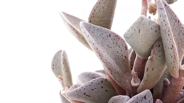 Lenophyllum Guttatum