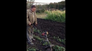 Прополка клубники