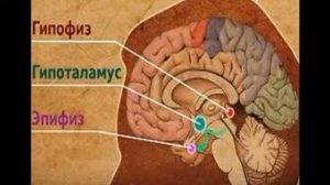 СОМНЕНИЯ И СТРАХ.  ШИШКОВИДНАЯ ЖЕЛЕЗА