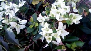 PLANT DIARY #04: My White Bougainvillea