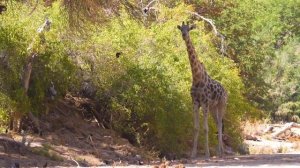 4K African Animals: Etosha National Park - Amazing African Wildlife Footage with Real Sounds