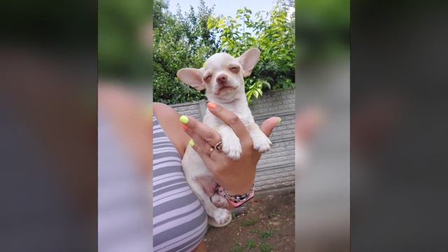 миниатюрная крошка чихуахуа Кохинур продажа питомник Кастропуло Крым+79787458062 доставка смотреть онлайн