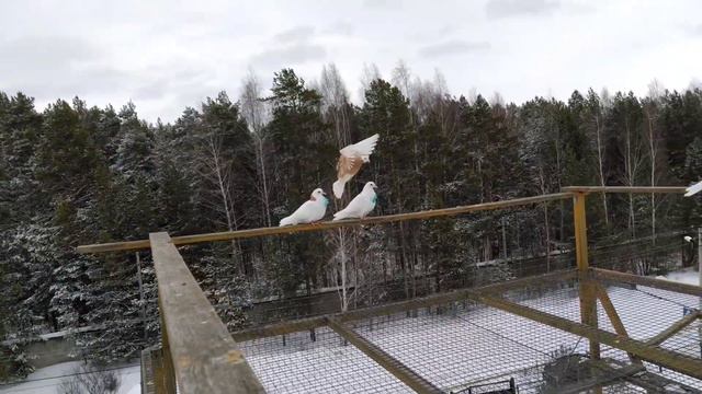 Зиму проводили а она не уходит 😏 смотреть онлайн