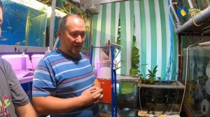 Малави сенсей живет в Челябинске. Аквариумистика