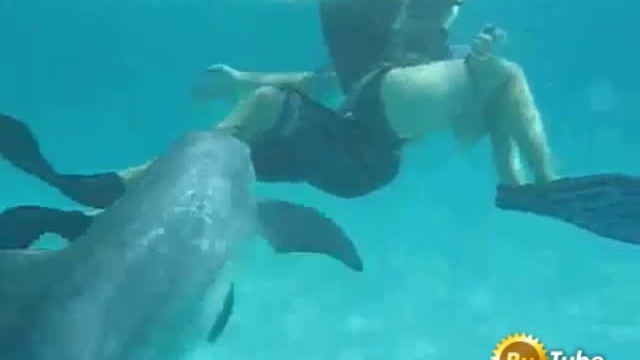 Дельфир. Дельфины сношаются.
