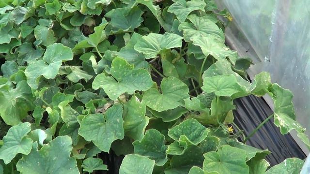 ЭКСПЕРИМЕНТ ПО СПАСЕНИЮ РАССАДЫ ОГУРЦОВ УДАЛСЯ смотреть онлайн