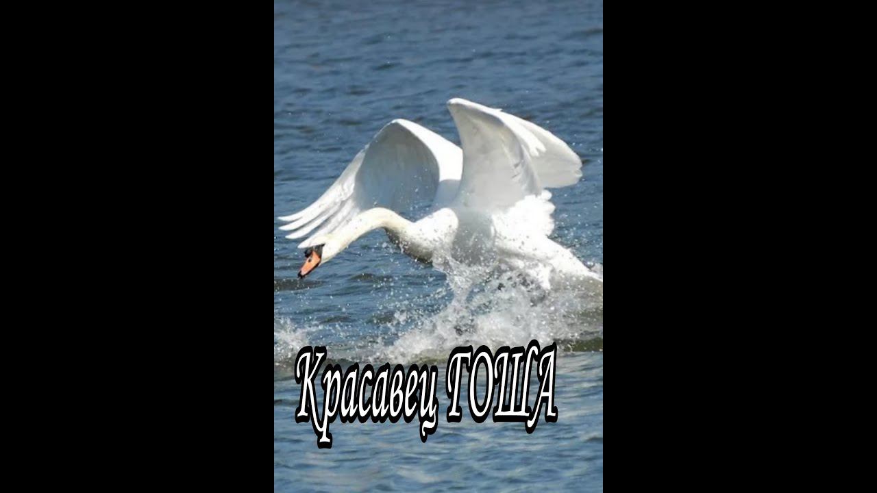 Красавец Гоша. Funny animals. Лучшая фотомодель  из лебедей!