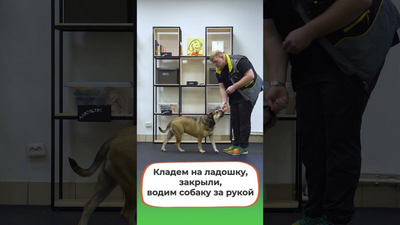 Как научить собаку команде "Лежать" #petfriendly #дрессировка #shorts #обучение #собака #dog