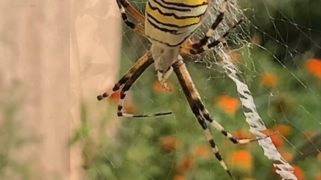 НАШЕСТВИЕ КРАБОВ-ПАУКОВ ИЗ THE ANTS UNDERGROUND KINGDOM !!!!!!!!!