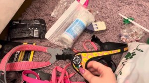 Собираем собаку на море // Проблемы с оформлением документов для собаки