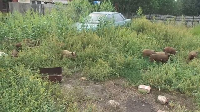 Венгерская Мангалица - ПОРОСЯТА 1,5 месяца на активном выпасе и наедаются! - ХОЗЯЙКА смотреть онлайн