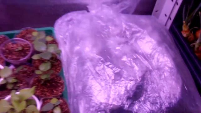 №10#обзор посадок, всхода томата каменный цветок, петуния смотреть онлайн