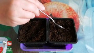 Бутылочное дерево из семян