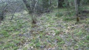 Таежные приключения / Тайга моя заветная Тайга сибирь / Черемша / Черная смородина