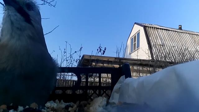 Камера в кормушке. смотреть онлайн