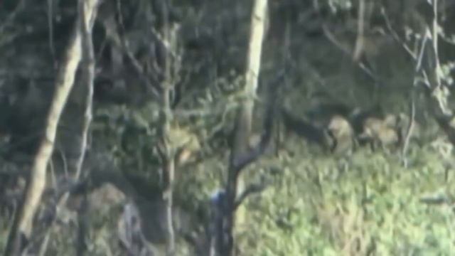 Как Сибирский Шаман стал настоящим кошмаром для фашистов. Он заставил немцев ползать! смотреть онлайн