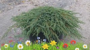 Можжевельник обыкновенный Грин Капит ? Посадка. саженцы, крупномеры можжевельника: особенности сорт