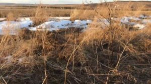 Охота на гуся , маскировка