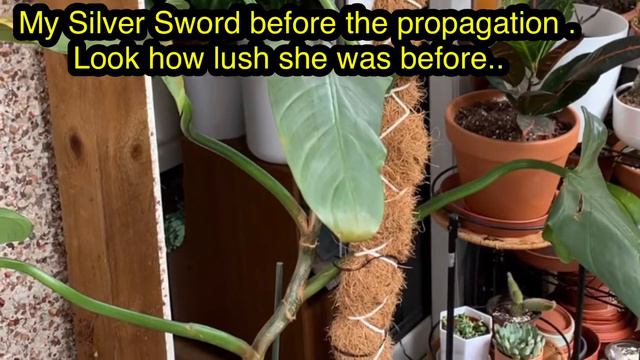 Philodendron, Monstera and Anthurium Collection смотреть онлайн