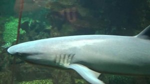 Океанариум в Ривьере (Сочи)