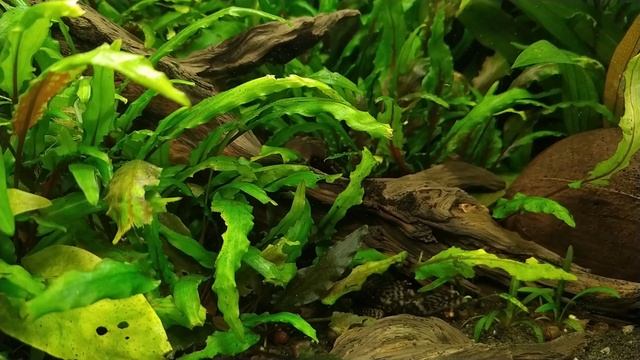 Цихлида в аквариуме с растениями. Аквариум на 65л. Последняя выжившая... или выживший. смотреть онлайн