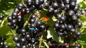 Смородина черная Зеленая дымка (zelenaia dymka) ? обзор: как сажать, саженцы смородины Зеленая дымк