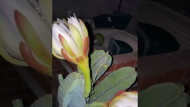 Stenocereus griseus & Cereus repandus flowers