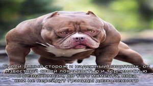 Булли (Американский булли)