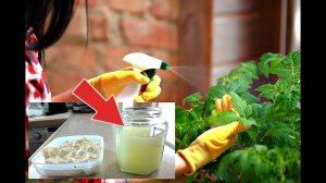 Рассада помидор будет как на картинке после этой внекорневой подкормки!