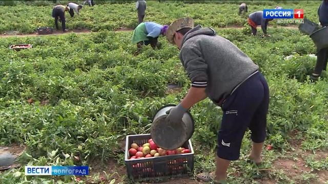 Военнослужащие, студенты, монахи: Всероссийская перепись охватит все категории населения смотреть онлайн