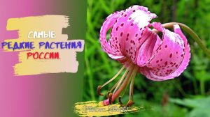 Самые редкие растения России.?Краснокнижные растения России.