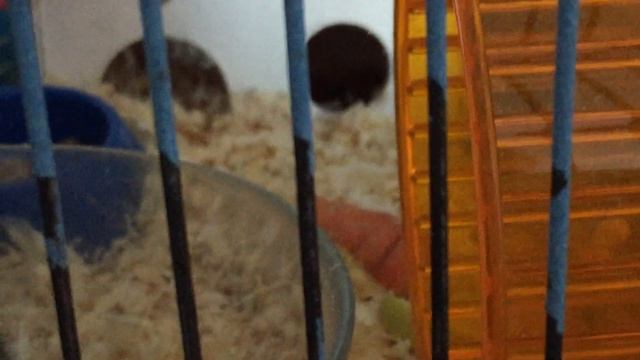 Хомячиха родила/пересадка хомяка/1 часть