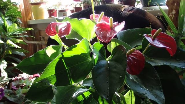 комнатные растения - антуриум смотреть онлайн