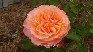 РОЗЫ "оранжевые"  ОПИСАНИЕ  под видео