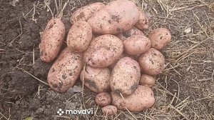 КАРТОФЕЛЬ САРПО МИРА И СЫНОК // ВСЕ УДАЛОСЬ!!! // ВАЦАП ДЛЯ ЗАКАЗА 8-915-245-81-59 ПИСЬМЕННО