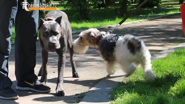 Любиш з собакою гуляти, люби й прибирати смотреть онлайн