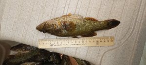 ЛОВЛЯ ротана ЗИМОЙ. ЛУЧШАЯ снасть НА РОТАНА