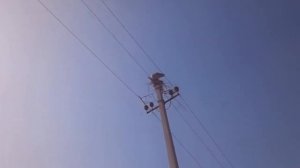 Аист строит гнездо