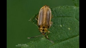 КТО ОСТАВЛЯЕТ МЕЛКИЕ ДЫРКИ НА ЛИСТЬЯХ КЛУБНИКИ . КЛУБНИЧНЫЙ ЛИСТОЕД КАК ВРЕДИТ .