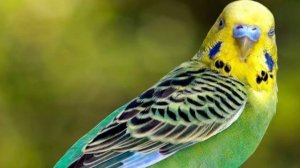 Почему попугай кусается? | Причины укусов попугая