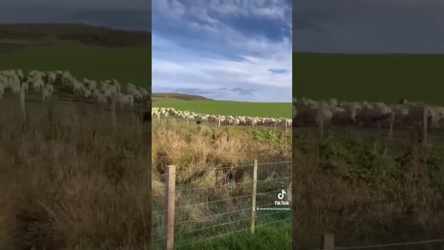 Border collie vs sheep