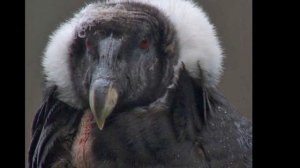 El Condor Pasa Marie LAFORET