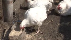 В трудных условиях многодетная семья воспитывает семеро детей