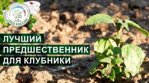 Подготовка грядки под клубнику. Предшественники клубники.
