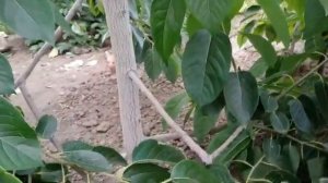 Летняя прививка хурмы.