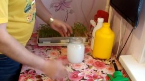 Как избавить рассаду от "черной ножки"